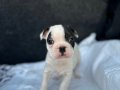 KORSAN FRENCH BULDOG YAVRULARIMIZ