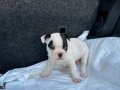KORSAN FRENCH BULDOG YAVRULARIMIZ