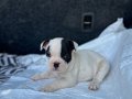 KORSAN FRENCH BULDOG YAVRULARIMIZ