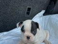KORSAN FRENCH BULDOG YAVRULARIMIZ