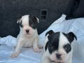ORJİNAL FRENCH BULDOG YAVRULAR