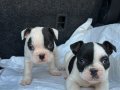 ORJİNAL FRENCH BULDOG YAVRULAR
