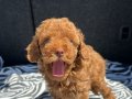 RENKLİ GÖZ KORE KAN EV ÜRETİMİ TOY POODLE YAVRULARIMIZ 