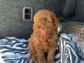 RENKLİ GÖZ KORE KAN EV ÜRETİMİ TOY POODLE YAVRULARIMIZ 