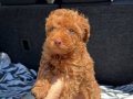 RENKLİ GÖZ KORE KAN EV ÜRETİMİ TOY POODLE YAVRULARIMIZ 