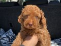 RENKLİ GÖZ KORE KAN EV ÜRETİMİ TOY POODLE YAVRULARIMIZ 