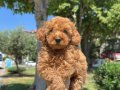 ORJİNAL TOY POODLE YAVRULARIMIZ  EV ÜRETİMİ 