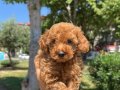 ORJİNAL TOY POODLE YAVRULARIMIZ  EV ÜRETİMİ 