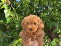 ORJİNAL TOY POODLE YAVRULARIMIZ  EV ÜRETİMİ 