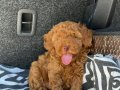 RENKLİ GÖZLÜ KORE KAN EV ÜRETİMİ TOY POODLE YAVRULARIMIZ