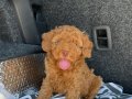 RENKLİ GÖZLÜ KORE KAN EV ÜRETİMİ TOY POODLE YAVRULARIMIZ