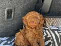 RENKLİ GÖZLÜ KORE KAN EV ÜRETİMİ TOY POODLE YAVRULARIMIZ