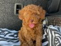 RENKLİ GÖZLÜ KORE KAN EV ÜRETİMİ TOY POODLE YAVRULARIMIZ