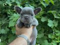EV ÜRETİMİ FRENCH BULDOG YAVRULARIMIZ 