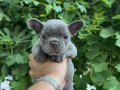 EV ÜRETİMİ FRENCH BULDOG YAVRULARIMIZ 