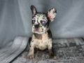 RENKLİ GÖZ CHOCO MERLE FRENCH BULDOG 