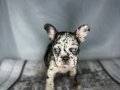 RENKLİ GÖZ CHOCO MERLE FRENCH BULDOG 