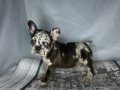 RENKLİ GÖZ CHOCO MERLE FRENCH BULDOG 