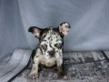 RENKLİ GÖZ CHOCO MERLE FRENCH BULDOG 