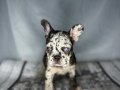 RENKLİ GÖZ CHOCO MERLE FRENCH BULDOG 