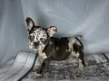 RENKLİ GÖZ CHOCO MERLE FRENCH BULDOG 