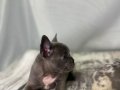 RENK RENK FRENCH BULDOG YAVRULAR %100 EV ÜRETİMİ