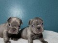 BLUE RENK FRENCH BULDOG 