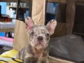 EGZOTİK RENK FRENCH BULDOG YAVRULAR