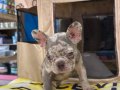 EGZOTİK RENK FRENCH BULDOG YAVRULAR