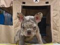 EGZOTİK RENK FRENCH BULDOG YAVRULAR