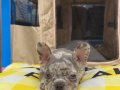 EGZOTİK RENK FRENCH BULDOG YAVRULAR