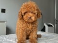 2.5 KG GARANTİLİ DİŞİ TOY POODLE YAVRUMUZ