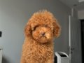 2.5 KG GARANTİLİ DİŞİ TOY POODLE YAVRUMUZ