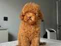2.5 KG GARANTİLİ DİŞİ TOY POODLE YAVRUMUZ