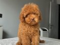 2.5 KG GARANTİLİ DİŞİ TOY POODLE YAVRUMUZ