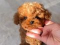 Minyatür Poodle Bebeklerim