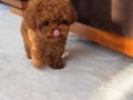 Minyatür Poodle Bebeklerim