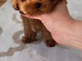 Minyatür Poodle Bebeklerim