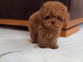 Minyatür Poodle Bebeklerim