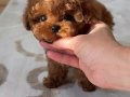 Minyatür Poodle Bebeklerim