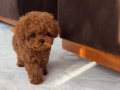 Minyatür Poodle Bebeklerim