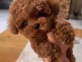 Minyatür Poodle Bebeklerim