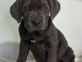 DEV ADAYLARI A KALİTE CANE CORSO YAVRULARIMIZ 