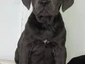DEV ADAYLARI A KALİTE CANE CORSO YAVRULARIMIZ 
