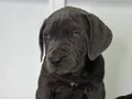 DEV ADAYLARI A KALİTE CANE CORSO YAVRULARIMIZ 