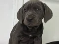 DEV ADAYLARI A KALİTE CANE CORSO YAVRULARIMIZ 