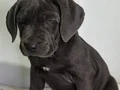 DEV ADAYLARI A KALİTE CANE CORSO YAVRULARIMIZ 