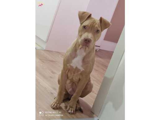 Rednose kısa bacak kısa burun