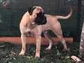 Bullmastiff yavrulari Secereli