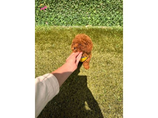 4  aylık 1250 gram Kore poodle yavrumuz